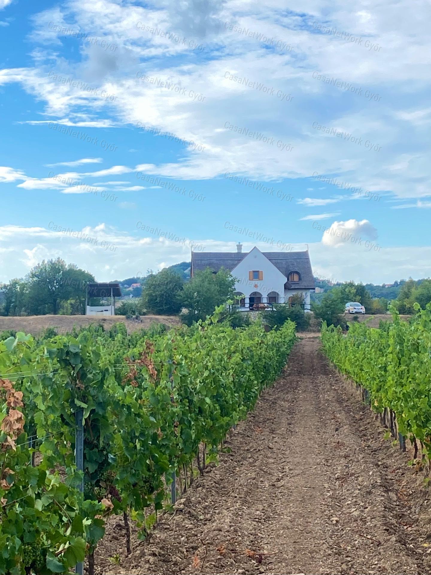 Elvehetetlen panorámás szőlőbirtok eladó Balatonfüreden