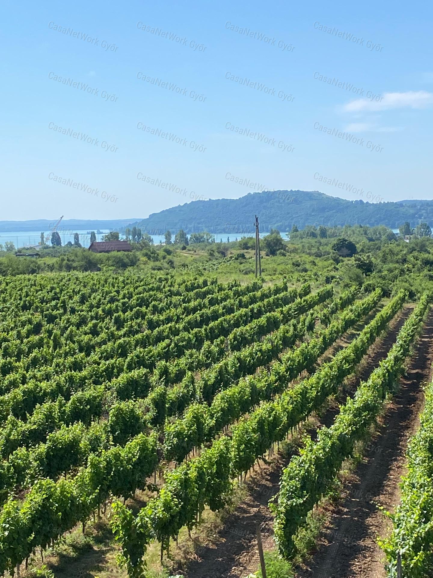Elvehetetlen panorámás szőlőbirtok eladó Balatonfüreden